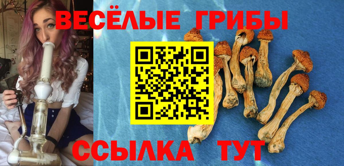 Псилоцибиновые грибы Psilocybine cubensis Кохма